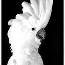 Fine Feathers Wall Art