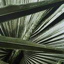 Green Palms Wall Art close up