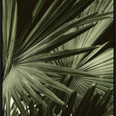 Green Palms Wall Art