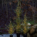SIRIUS Milas Cedar Outdoor LED Tree - 1m