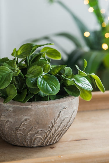 Terracotta Planter - Bowl 18.5cm at Online8 Furniture Auckland NZ