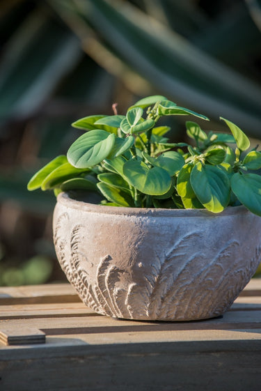 Terracotta Planter - Bowl 18.5cm at Online8 Furniture Auckland NZ