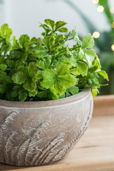 Terracotta Planter - Bowl 23cm at Online8 Furniture Auckland NZ