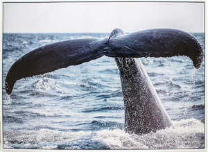 Whale Tail Print 113x83 cm