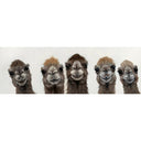 Bad Hair Day - 5 Lama Canvas at Online8 Furniture Auckland NZ