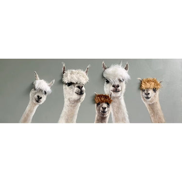 Bad Hair Day - 5 Alpaca Canvas at Online8 Furniture Auckland NZ