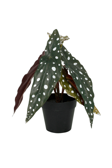 Angel Wing Begonia Potted - 24cm Faux Plant at Online8 Furniture Auckland NZ