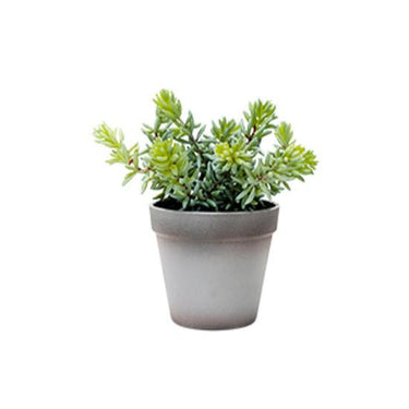 Angelina Succulent Grey Pot 22cm at Online8 Furniture Auckland NZ