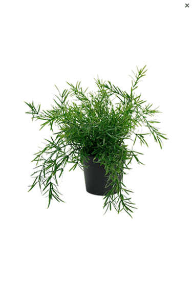 Asparagus Fern Bush Potted Faux Plant at Online8 Furniture Auckland NZ
