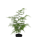 Asparagus Fern Potted -50cm Faux Plant at Online8 Furniture Auckland NZ