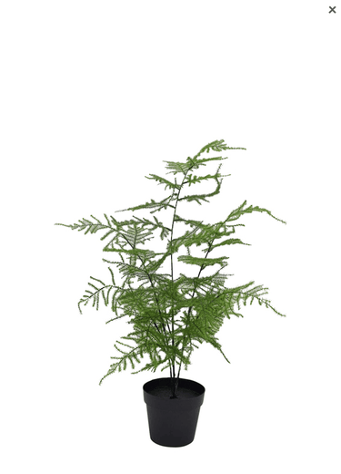Asparagus Fern Potted -50cm Faux Plant at Online8 Furniture Auckland NZ