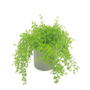 Baby Tears Arrangement - Faux Plant at Online8 Furniture Auckland NZ