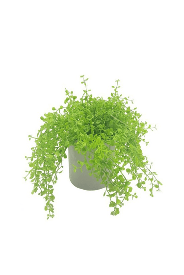 Baby Tears Arrangement - Faux Plant at Online8 Furniture Auckland NZ