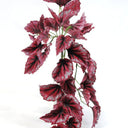 Begonia Rex Hanging Bus at Online8 Furniture Auckland NZ