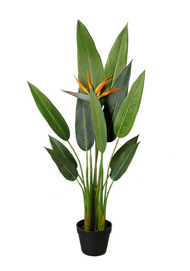 Bird of Paradise Potted 1.2m at Online8 Furniture Auckland NZ