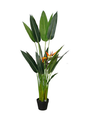 Bird of Paradise Potted 1.4m at Online8 Furniture Auckland NZ