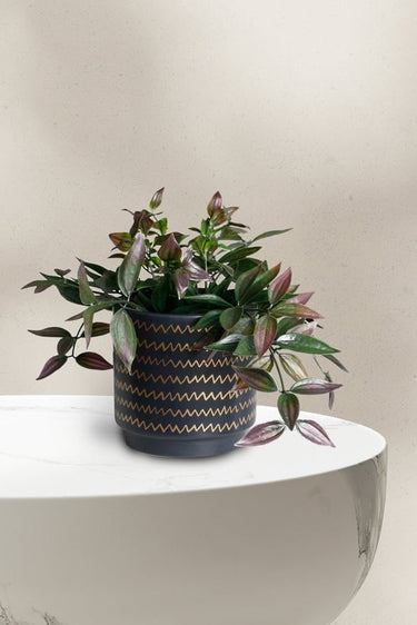 Black/Gold Zig Zag Planter LARGE at Online8 Furniture Auckland NZ