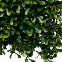Boxwood Square 50cm x 50cm at Online8 Furniture Auckland NZ