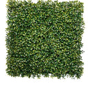 Boxwood Square 50cm x 50cm at Online8 Furniture Auckland NZ