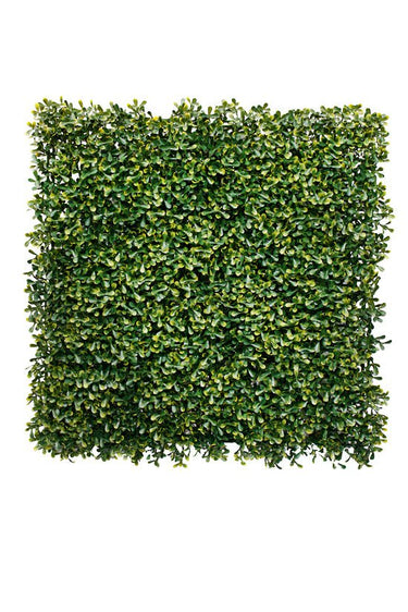 Boxwood Square 50cm x 50cm at Online8 Furniture Auckland NZ