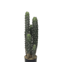 Cactus Potted 72cm at Online8 Furniture Auckland NZ