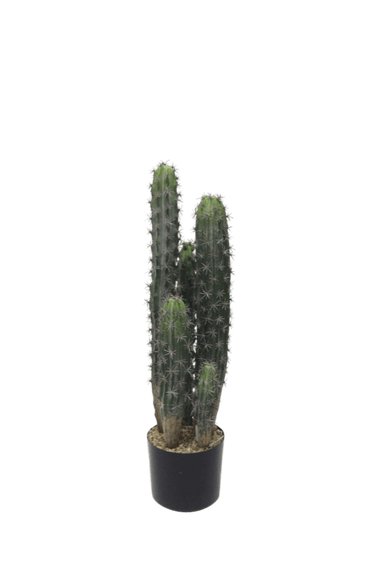 Cactus Potted 72cm at Online8 Furniture Auckland NZ