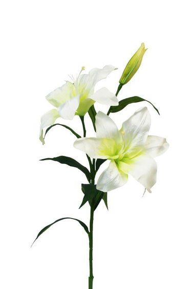 Casablanca Lily at Online8 Furniture Auckland NZ