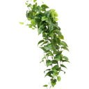 Central Stem Philo Hanging Bush at Online8 Furniture Auckland NZ