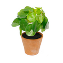 Chinese Money Plant Potted - 21cm Faux Plant at Online8 Furniture Auckland NZ