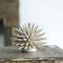 Coral at Online8 Furniture Auckland NZ