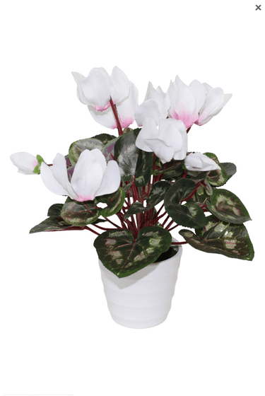 Cyclamen in White Pot - 30Cm Faux Plant at Online8 Furniture Auckland NZ