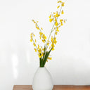 Dancing Orchid at Online8 Furniture Auckland NZ