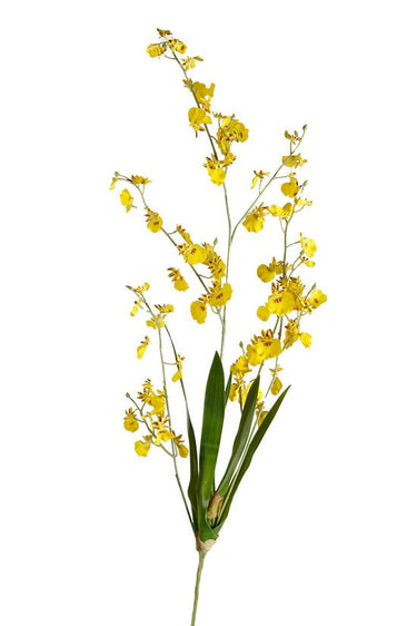 Dancing Orchid at Online8 Furniture Auckland NZ
