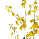 Dancing Orchid at Online8 Furniture Auckland NZ