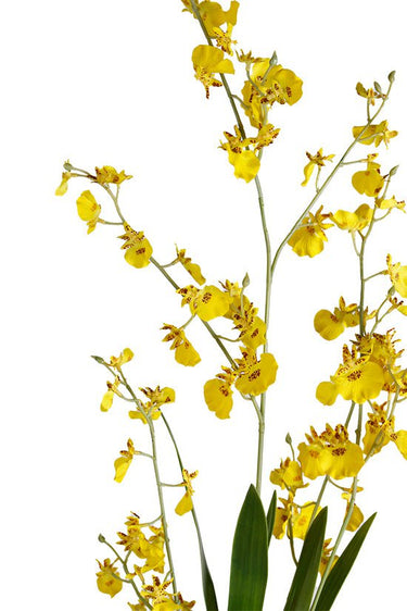 Dancing Orchid at Online8 Furniture Auckland NZ