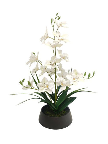 Dendrobium Nobile Orchid in Black Pot - 44CM at Online8 Furniture Auckland NZ