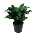 Dracaena Compacta Potted Faux Plant at Online8 Furniture Auckland NZ