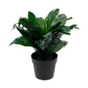 Dracaena Compacta Potted at Online8 Furniture Auckland NZ