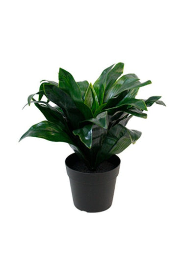 Dracaena Compacta Potted at Online8 Furniture Auckland NZ