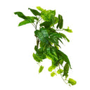Emerald Philo Hanging Bush at Online8 Furniture Auckland NZ