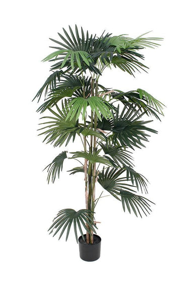 Fan Palm Potted 1.5m at Online8 Furniture Auckland NZ