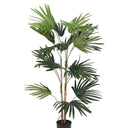 Fan Palm Potted 91cm at Online8 Furniture Auckland NZ