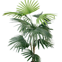 Fan Palm Potted 91cm at Online8 Furniture Auckland NZ