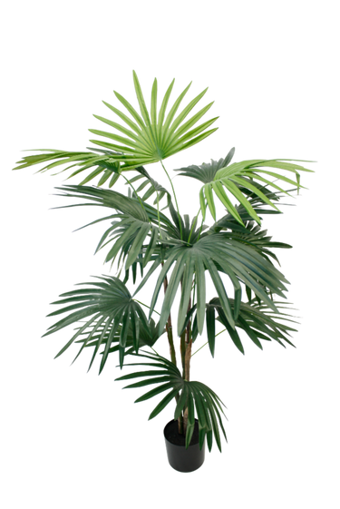Fan Palm Potted 91cm at Online8 Furniture Auckland NZ