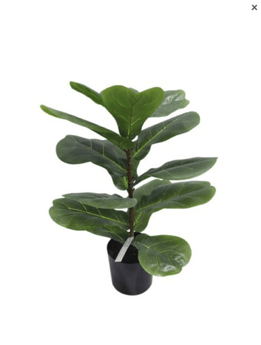 Fiddle Leaf Plant Potted - 56cm Faux Plant at Online8 Furniture Auckland NZ