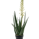 Flowering Aloe Vera Potted Faux Plant at Online8 Furniture Auckland NZ