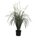 Fountain Grass Potted 1m at Online8 Furniture Auckland NZ