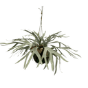 Hanging Staghorn Ball at Online8 Furniture Auckland NZ
