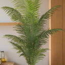 Hawaiian Palm Tree Potted 1.8m at Online8 Furniture Auckland NZ