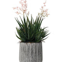 Haworthia in Cement Pot 35cm at Online8 Furniture Auckland NZ
